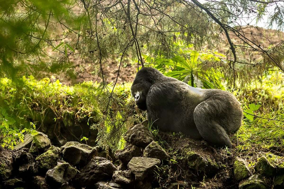 mountain-gorilla