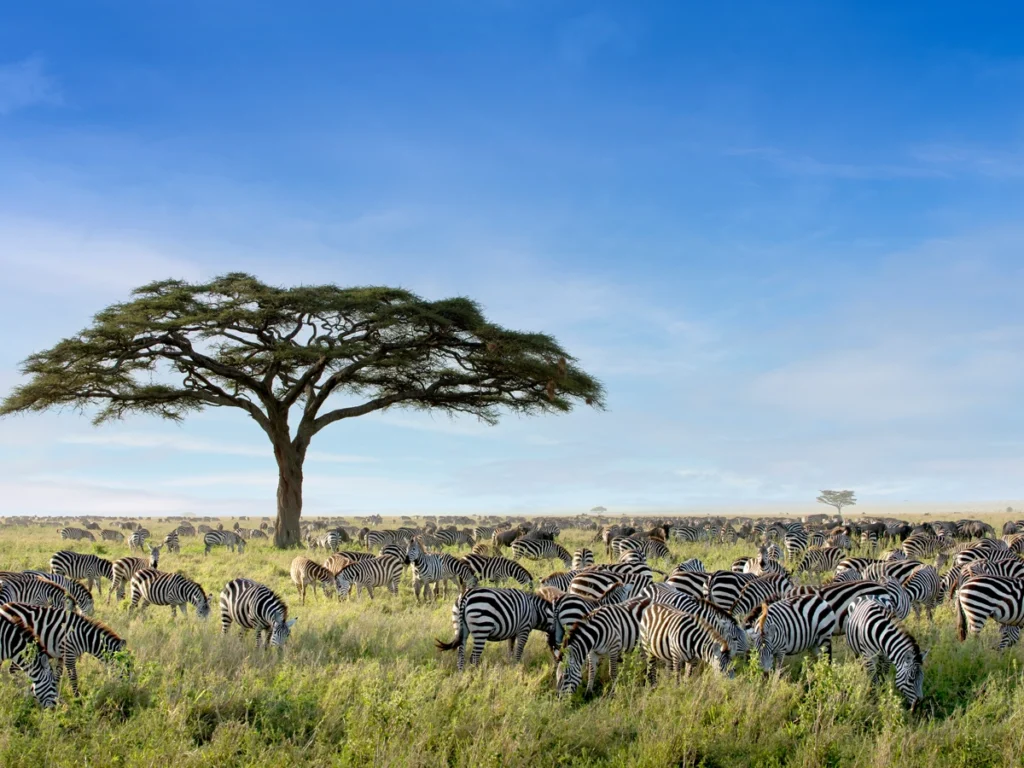 peak-season-serengeti