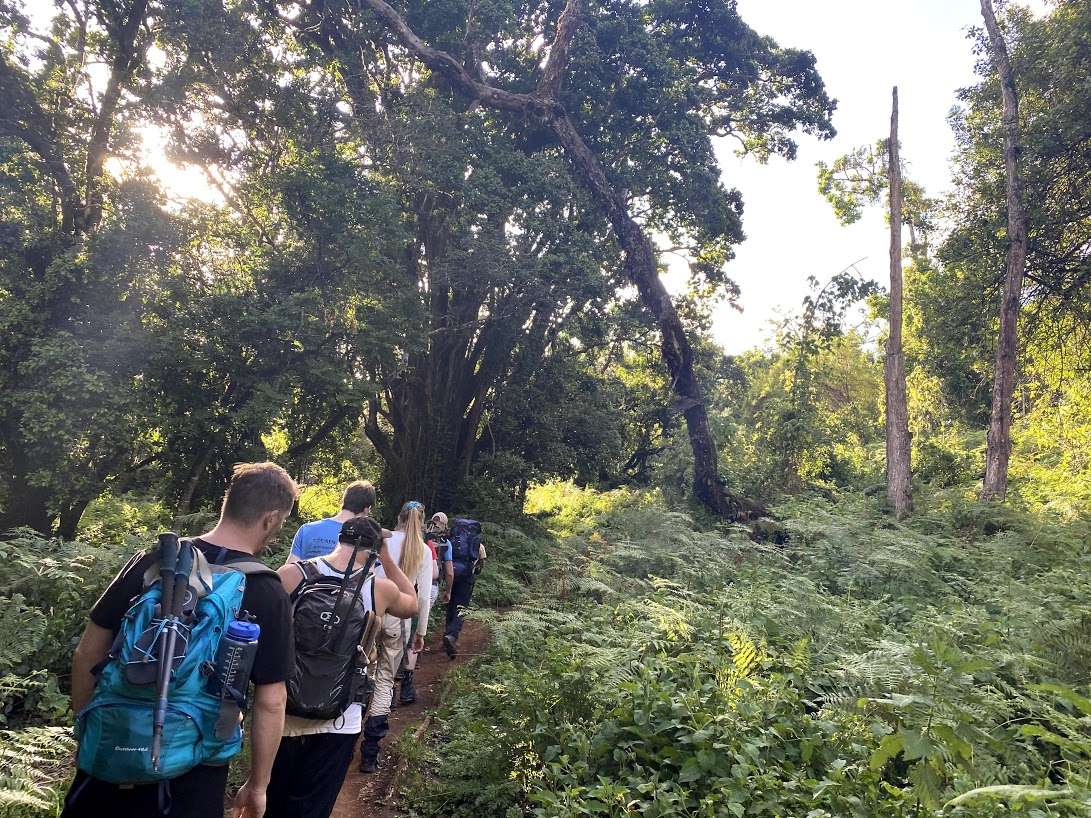 Rainforest Zone Views