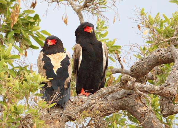 Bateleur