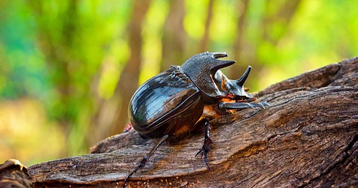 rhino-beetle-small-animal