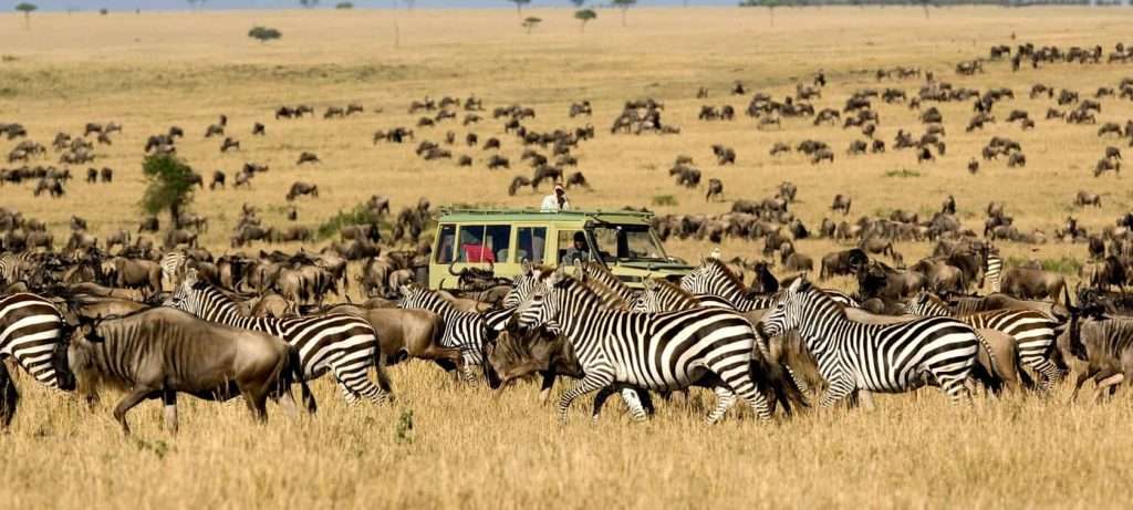 The Great Wildebeest Migration