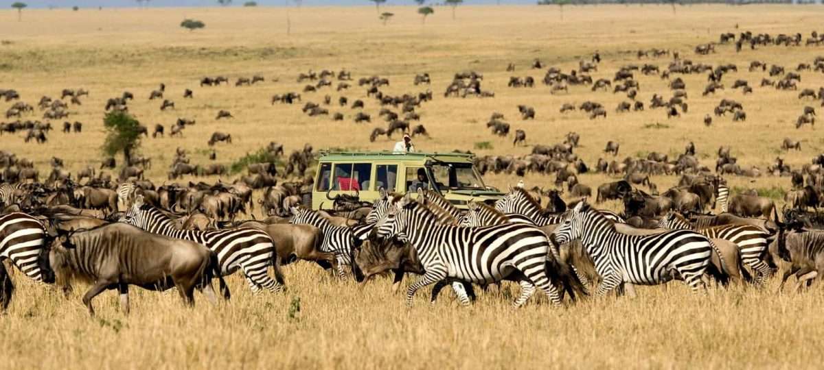 The Great Wildebeest Migration