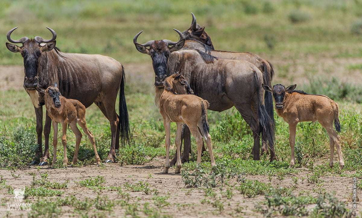 Southern Serengeti