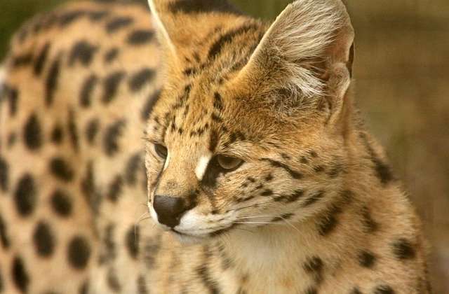 Serval cats
