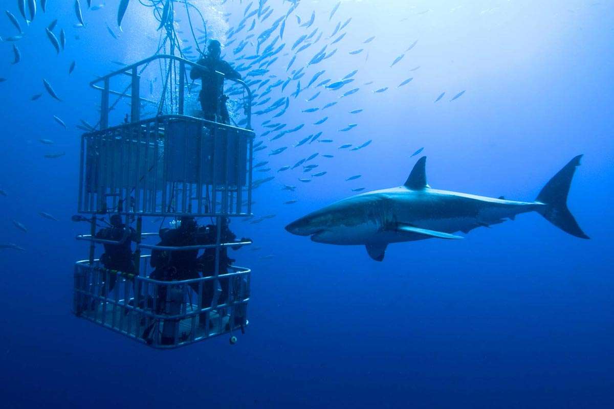 shark-cage-diving-cape-town