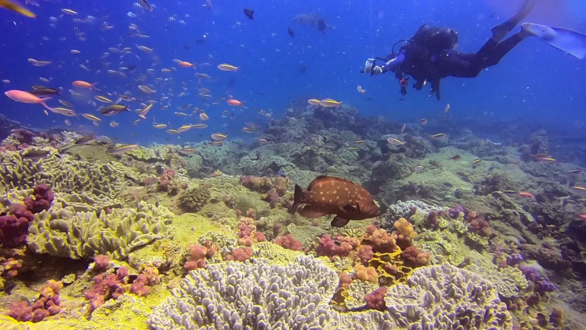 sodwana-bay-diving