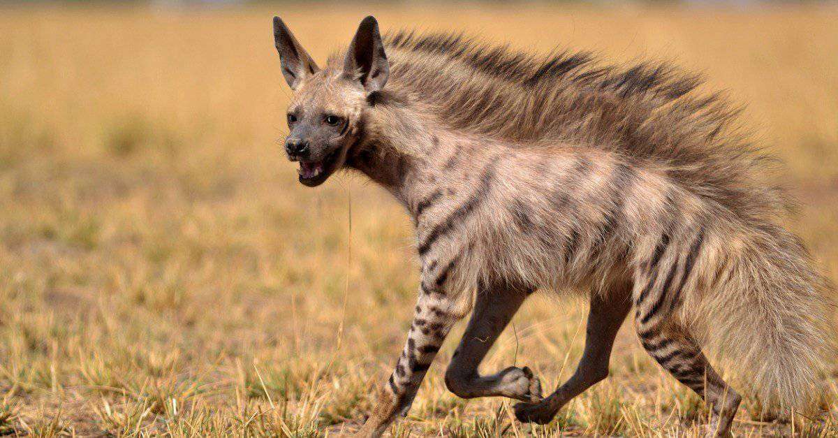 Aardwolf
