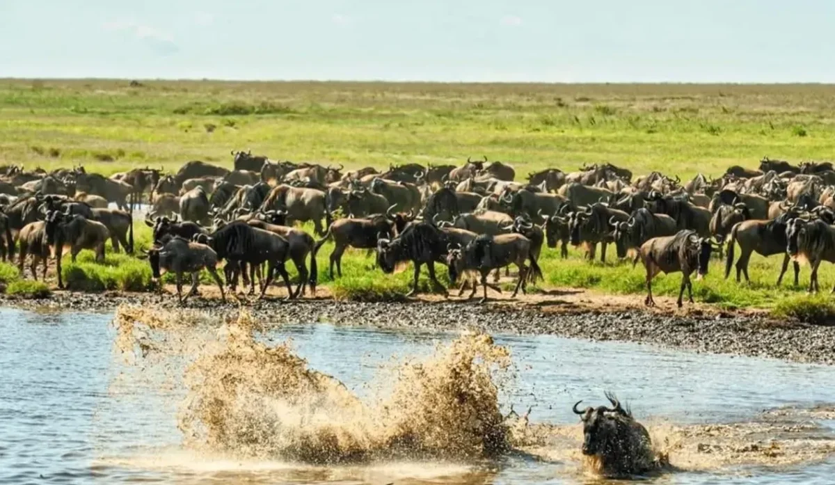 the-great-migration