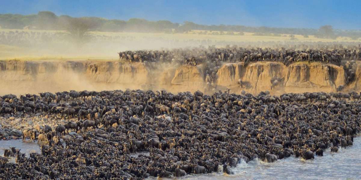 The Great Wildebeest Migration