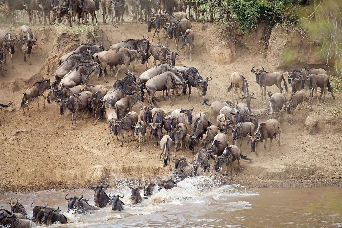 the_great_wildebeest_migration