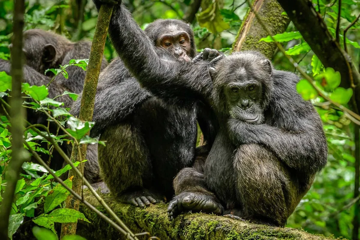 uganda-chimpanzee
