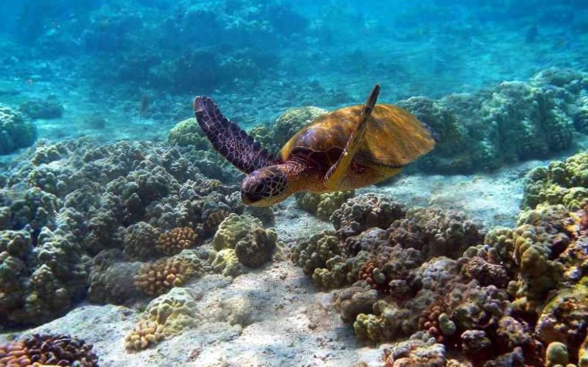 Scuba-Diving-watamu-marine-park