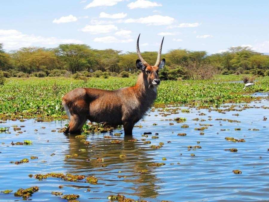 Waterbuck