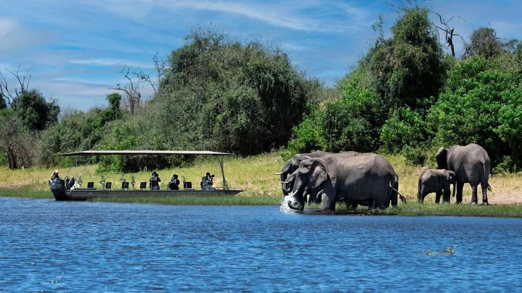 Elephants on the Chobe River Cruise, Botswana