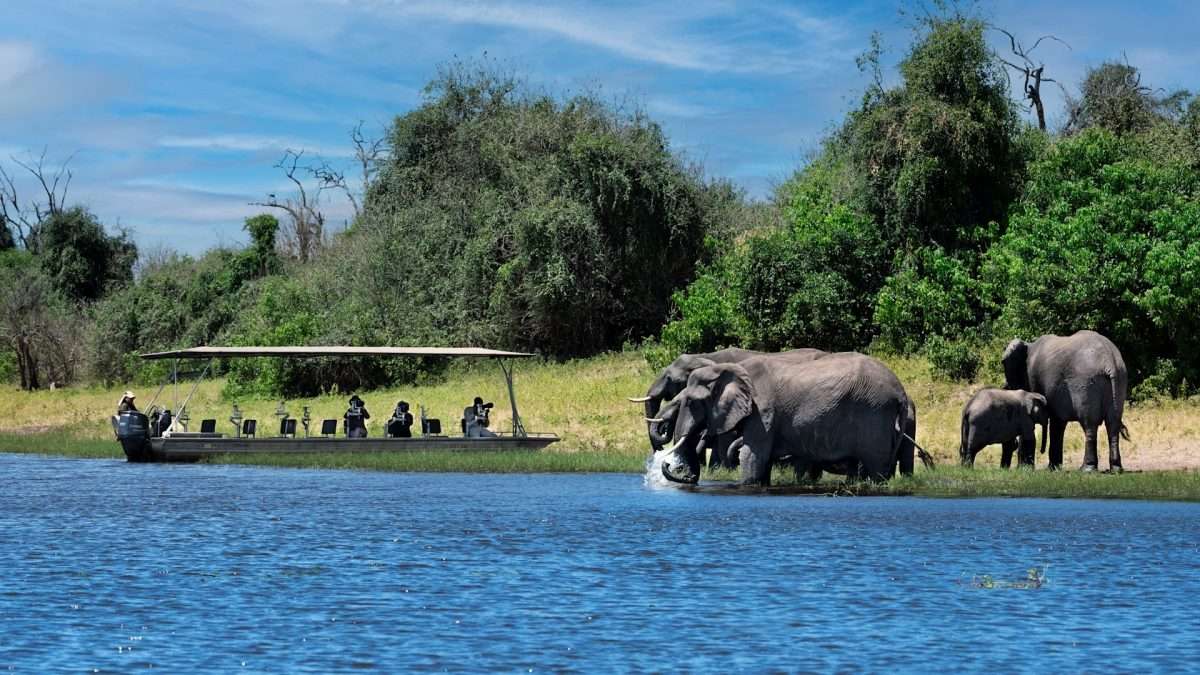 Elephants on the Chobe River Cruise, Botswana