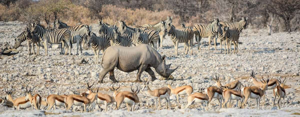 Etosha Waterhole Safari,