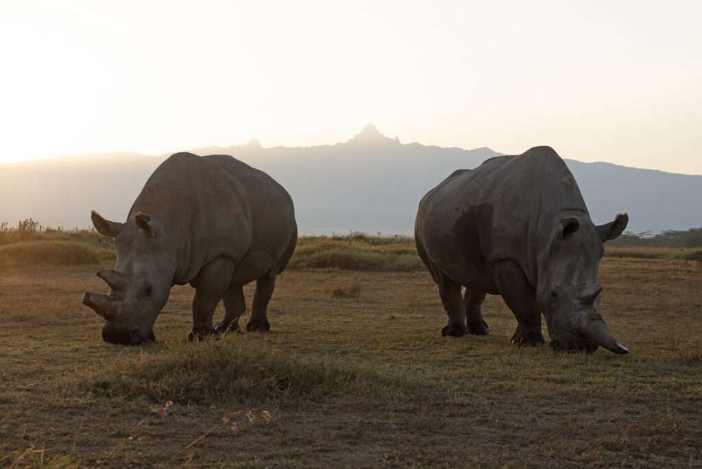 Ol Pejeta Conservancy Luxury Safari Kenya