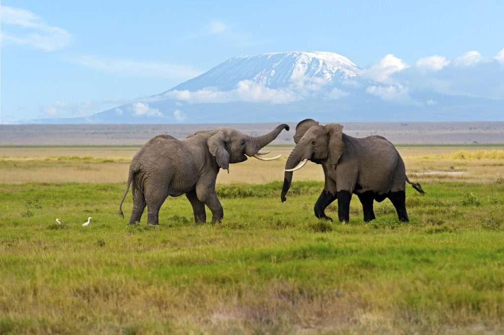 day-2-of-kenya-safar-Full-Day-in-Amboseli-National-Park