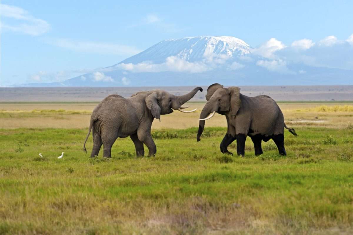 day-2-of-kenya-safar-Full-Day-in-Amboseli-National-Park