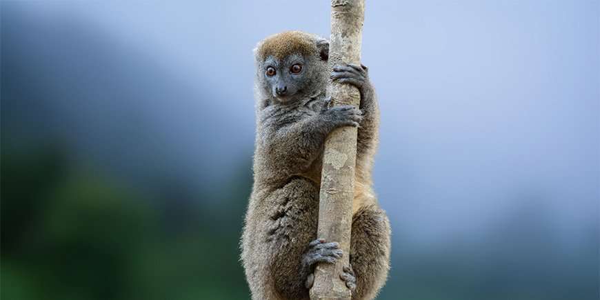 Madagascar Lemur Encounters in Andasibe or Ranomafana