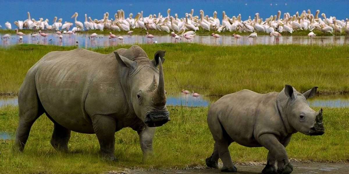 lake-nakuru-day-1-kenya-safari-rhino