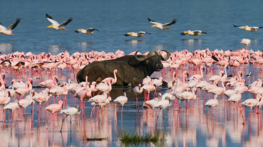 Lake Nakuru