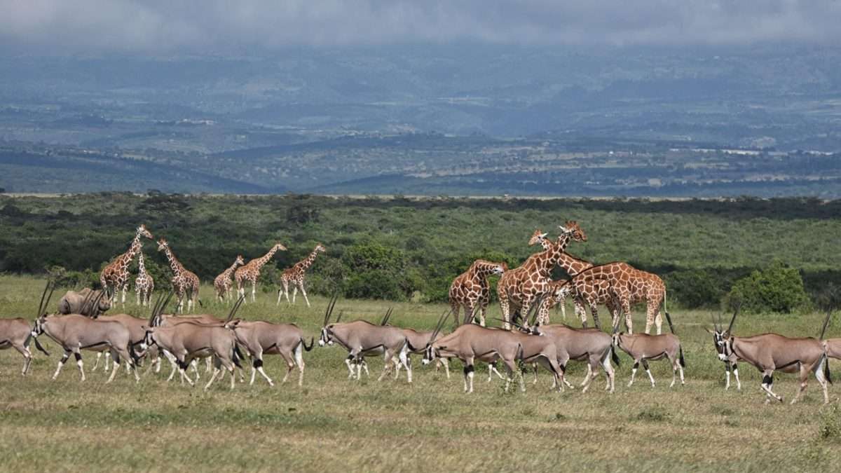 Ol Pejeta Conservancy