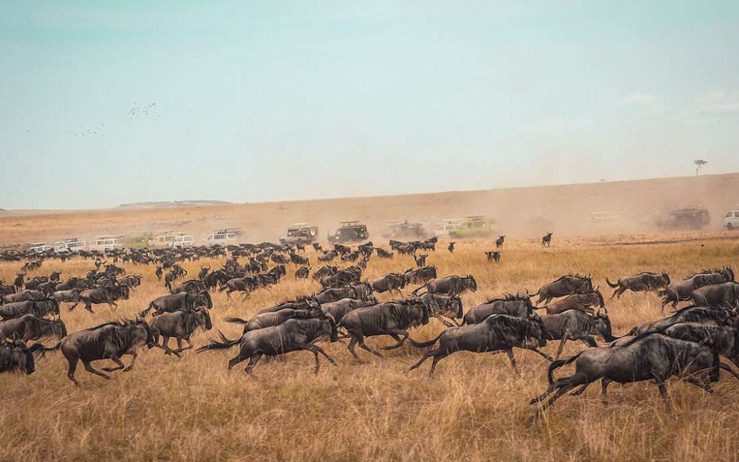 Calving-Wildebeest-Tanzania-herd