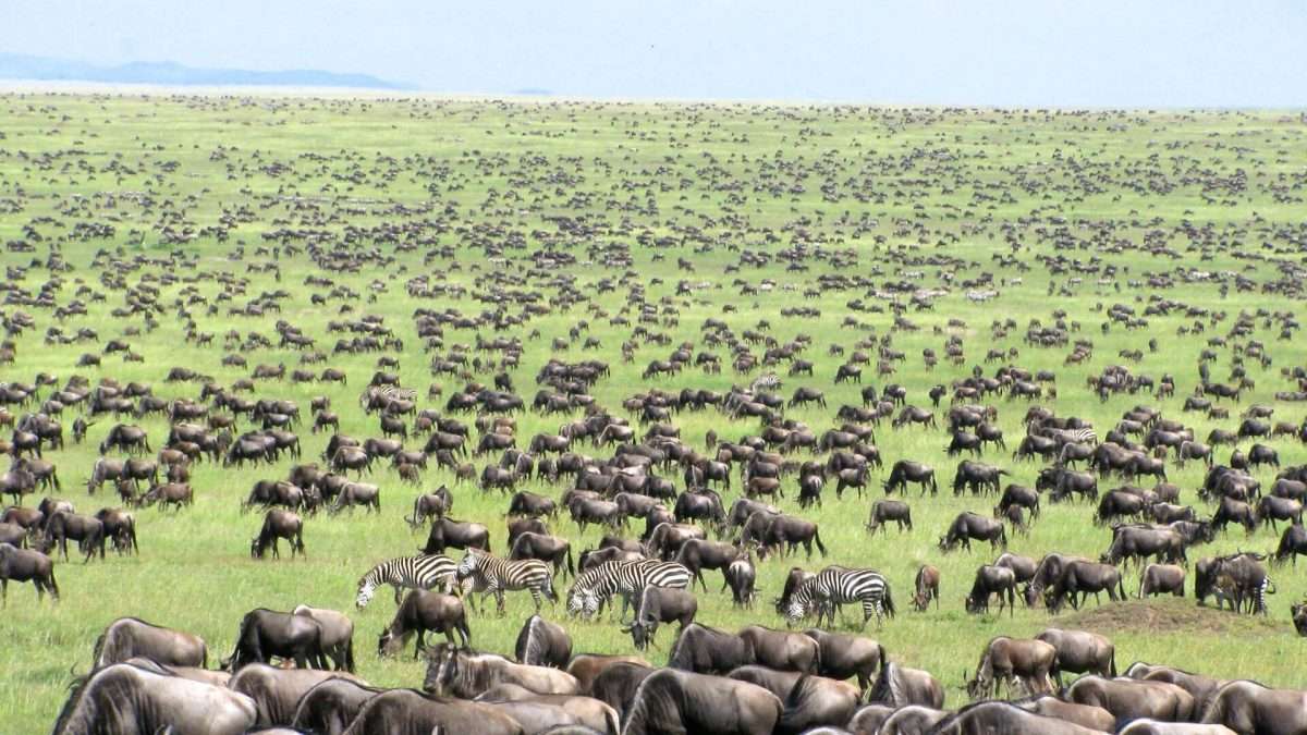 Large-herd-of-Wildebeests-calving-season-tanzania