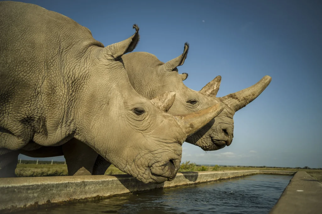 Najin+&+Fatu+rhinos
