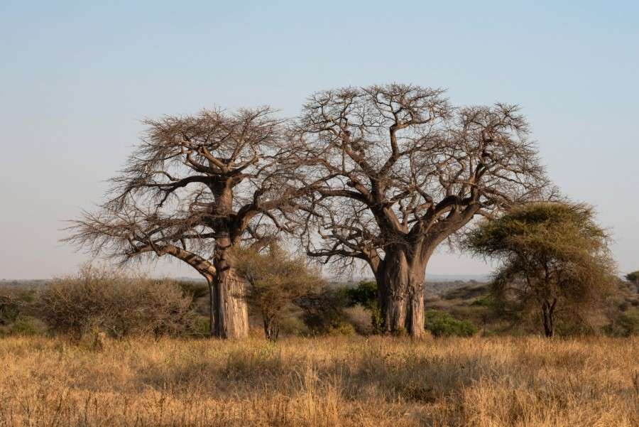 nyikani-camp-tarangire -sunset-dinner-tanzania