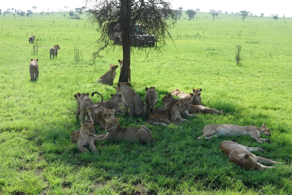 Southern Serengeti