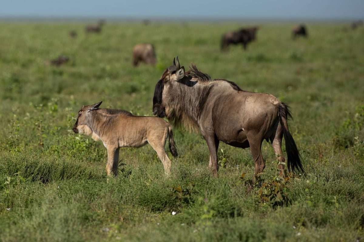 calving-ndutu-safari-tanzania