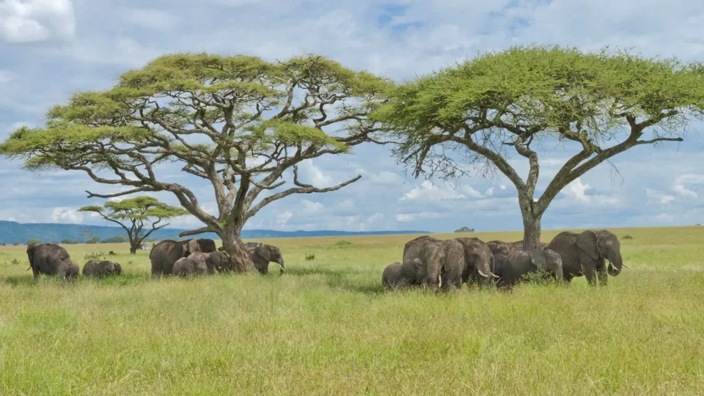 central-serengeti-tanzania