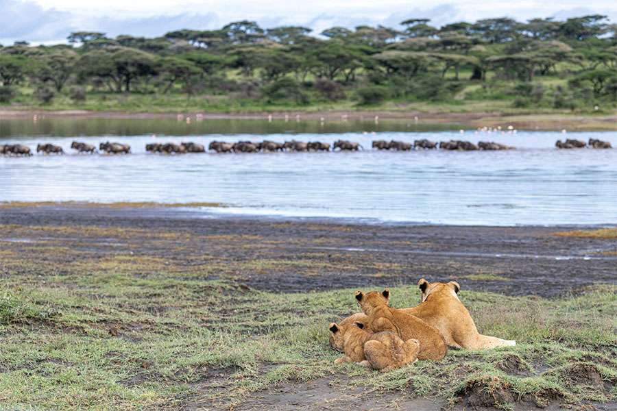 lake-ndutu-lion-cubs-tanzania