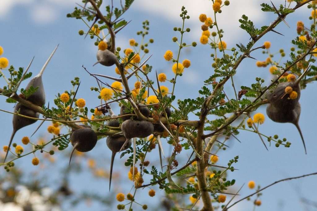 The Whistling Thorn