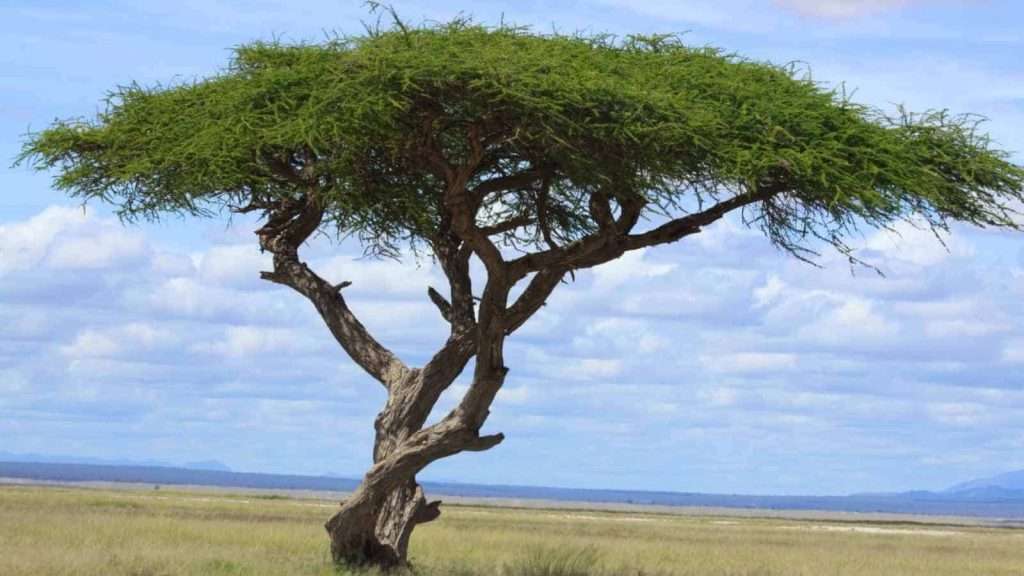 African-Savanna-with-an-acacia-tree