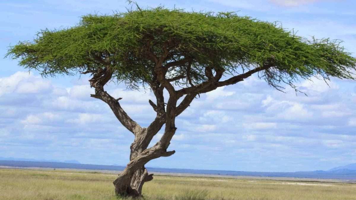 African-Savanna-with-an-acacia-tree
