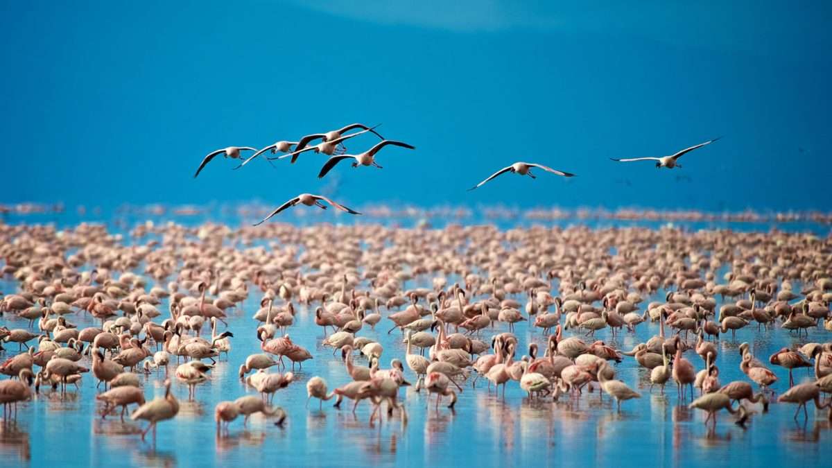 Birdwatching in Lake Manyara National Park