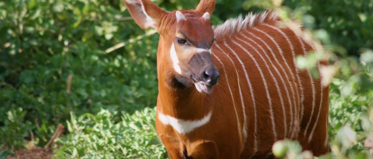 bongo