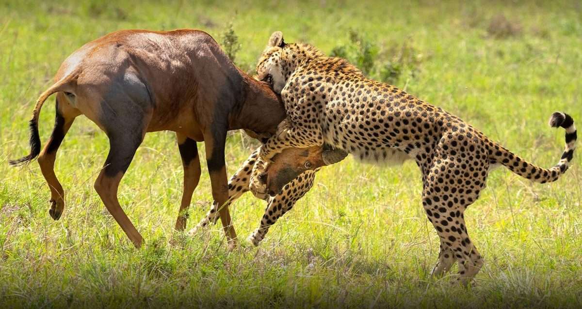 Cheetah-Hunts-vs-leopard