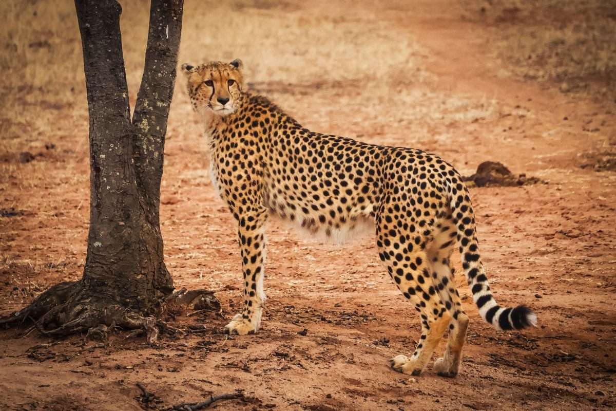 Cheetahs