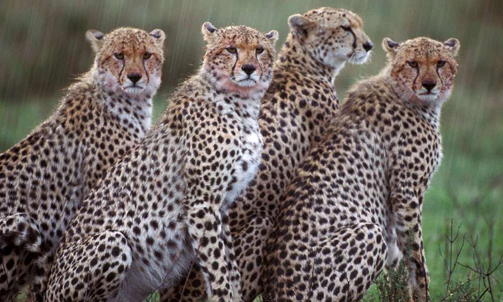 Cheetah Social Life