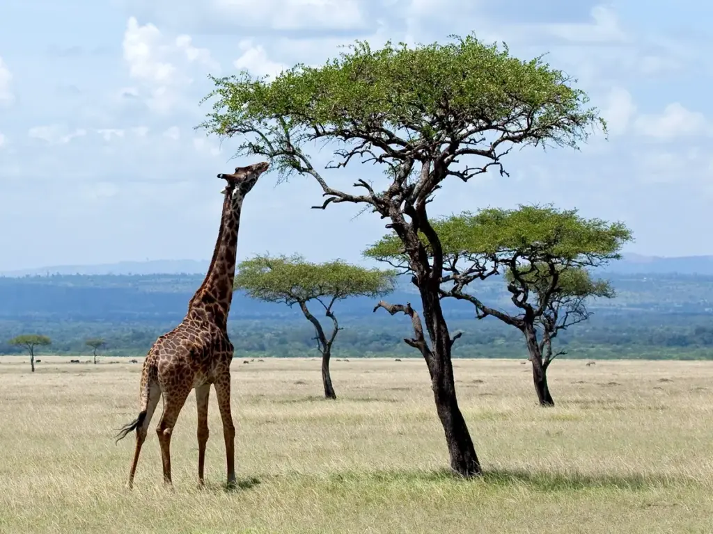 Acacia-Trees