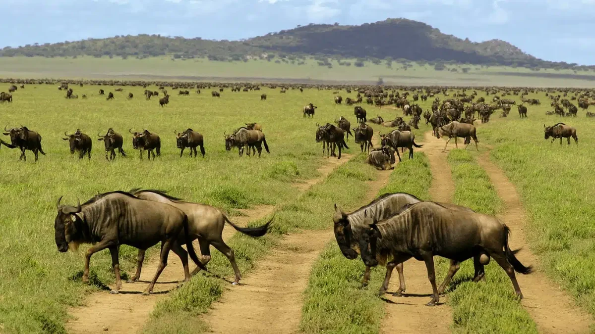 Eastern Serengeti
