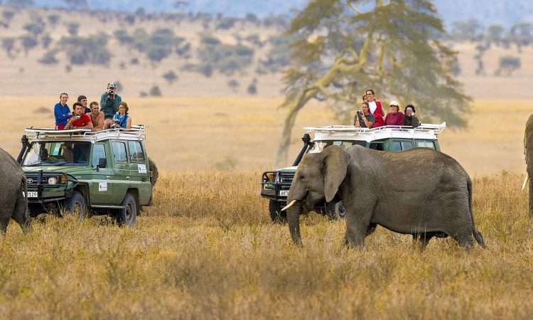 Ngorongoro-crater-Elephants