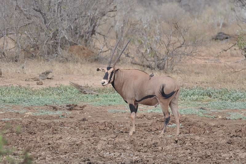 Fringe-Eared Oryx
