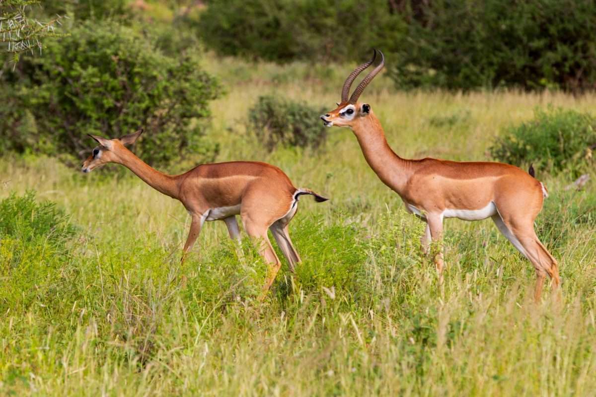 Gerenuk-antelope-africa