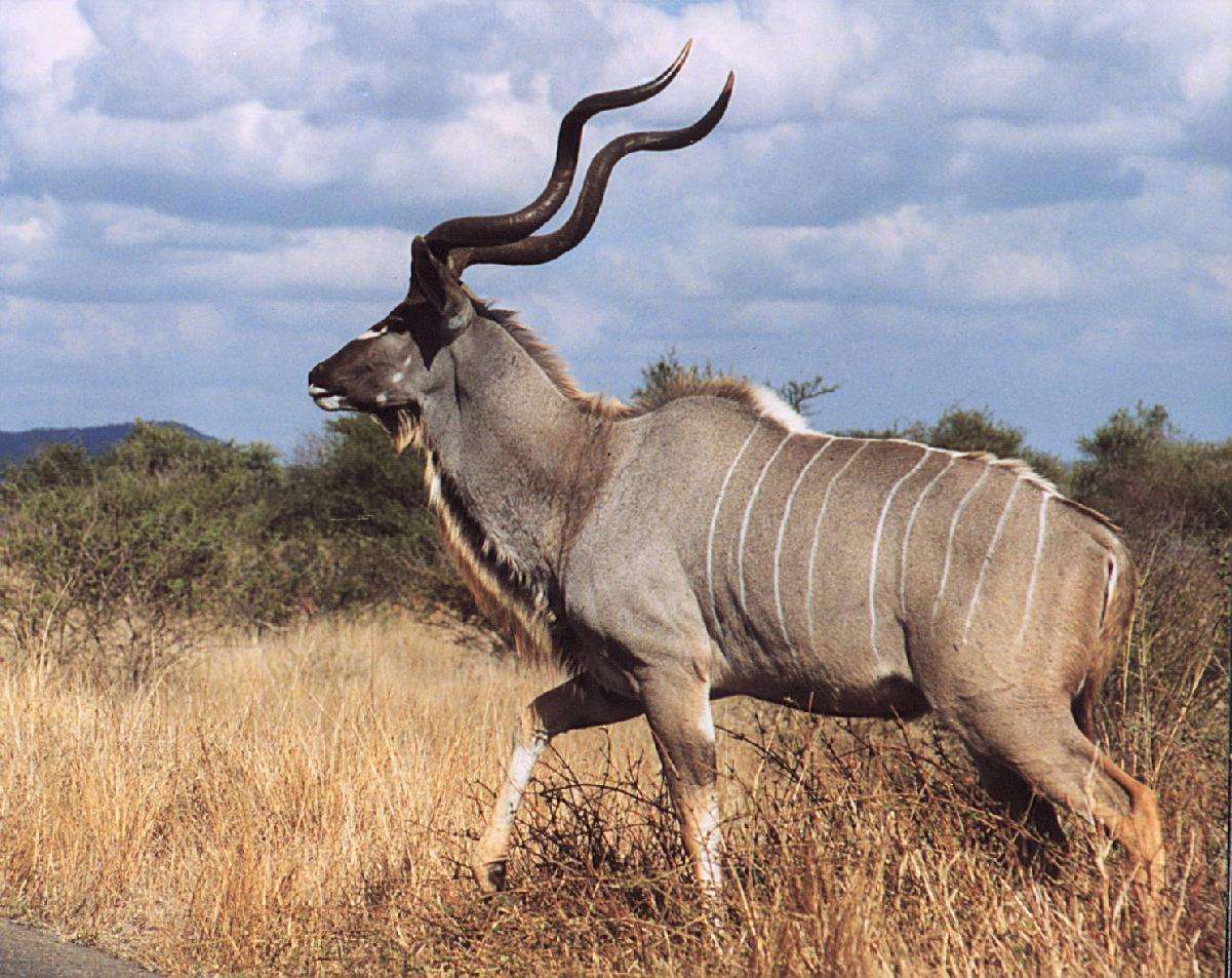 Kudu-antelope-africa
